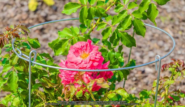 ELGarden blomställning med hjul x2 60