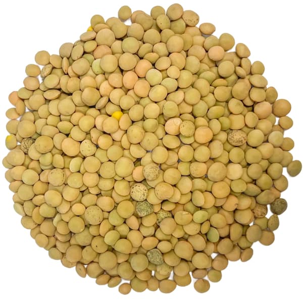 51Seed E02 SPIRER FRØ GRØNNE LINSER 20G