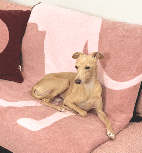 Bomuldstæppe IGGY Pink Lukier