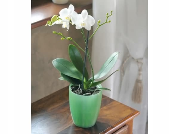 Orchid DUOW130T -kotelo | Läpinäkyvä