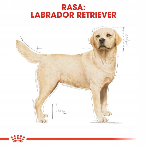 Royal Canin BHN Labrador Adult tørfoder til hunde 12 kg
