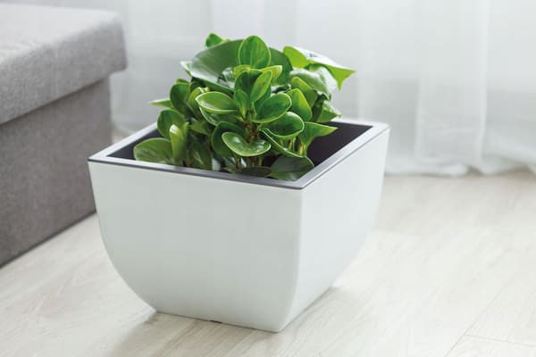 Muna 30 rund urtepotte | Antracit
