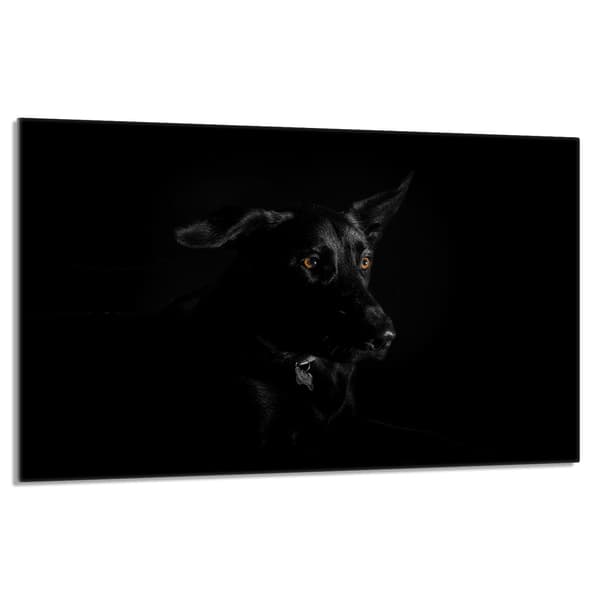 Lasinen suojalevy liedelle 80x52 Koira