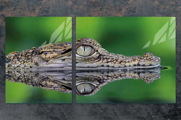 GLASTALLA OCH SKÄRBRÄDA 100x52 KROKODIL