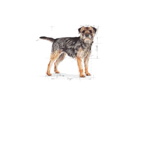 Tørfoder til hunde SHN Mini Sterilised 8 kg