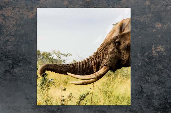 GLASSKYDDSPLATT FÖR SPIS 50x52 ELEFANT