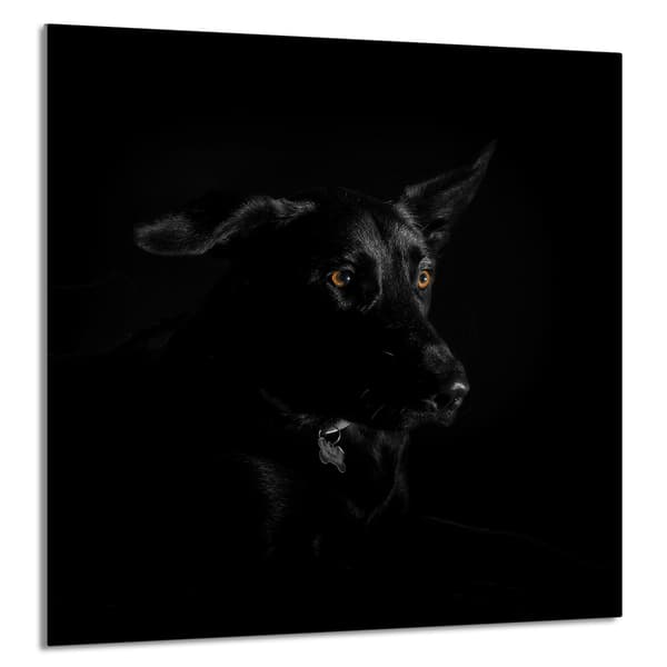 KEITTIÖN LASIPANEELI 60x65 Koira