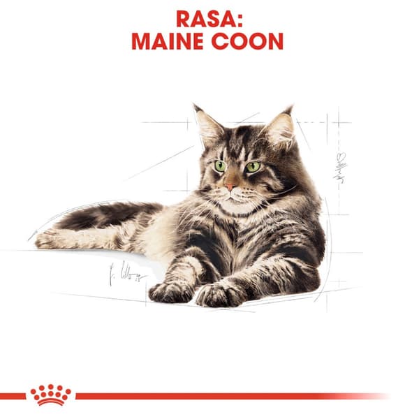Foder Royal Canin FBN Maine Coon 10 kg