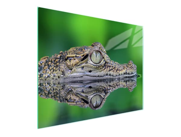SKÄRBRÄDA I GLAS 52x30 KROKODIL