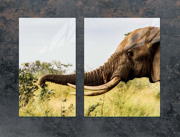 GLASSKYDDSPLATT FÖR SPIS 70x52 ELEFANT