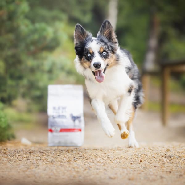 VetExpert Rå Paleo Oksekød Tørfoder til Hunde 10 kg