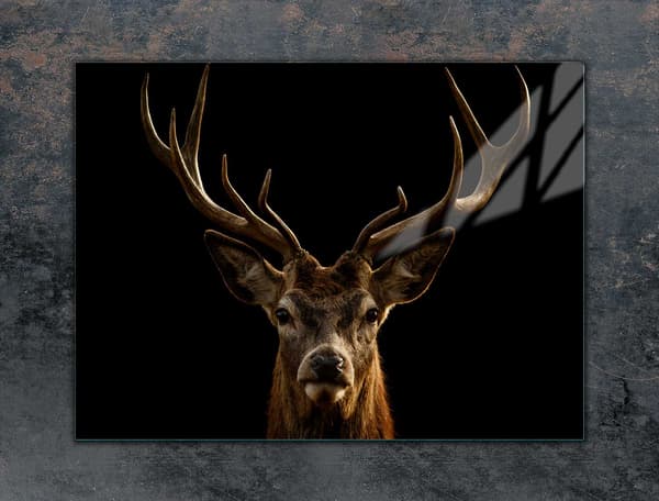 GLASSKYDDSPLÅT FÖR SPIS 70x52 DEER