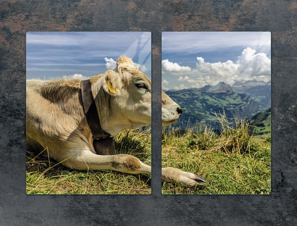 LASINEN SUOJALEVY LIEDELLE 75x52 COW