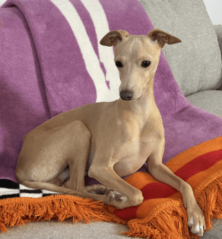 Bomuldstæppe IGGY Lilly Pixel