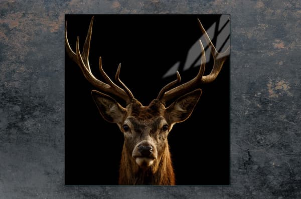 GLASSKYDDSPLÅT FÖR SPIS 50x52 DEER