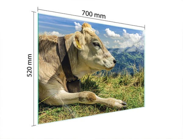 LASINEN SUOJALEVY LIEDELLE 70x52 COW