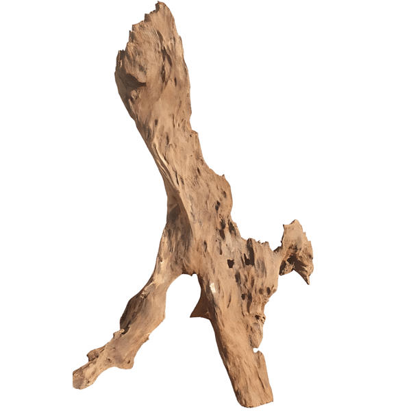 Mangroverot 40-50 cm