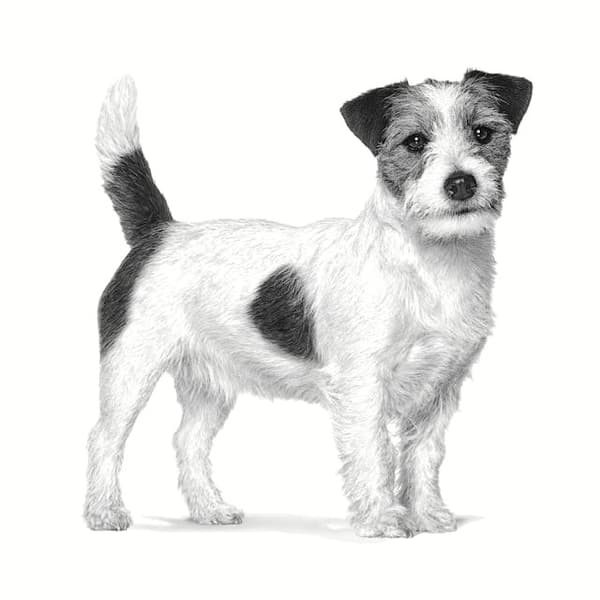 Royal Canin Anallergenic Small 3 kg torrfoder för hundar