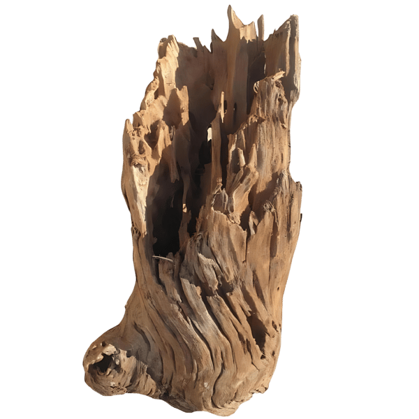 Mangroverot 40-50 cm