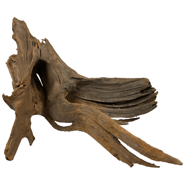 Mangroverot 20-35 cm