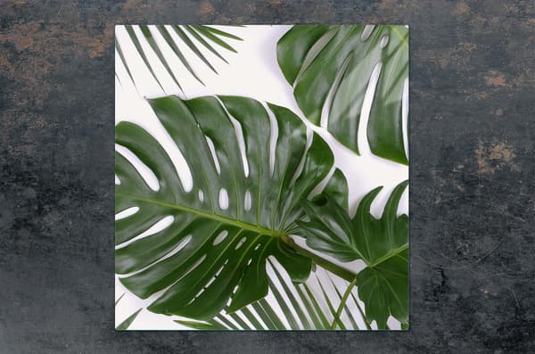 LASINEN SUOJALEVY LIEDELLE 50x52 MONSTERA
