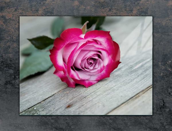 GLASSKYDDSPLÅT FÖR SPIS 70x52 ROSE