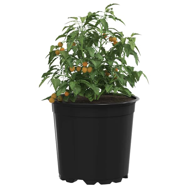Blomkruka 100 pcs Svart Ø 15 x 13 cm Plast