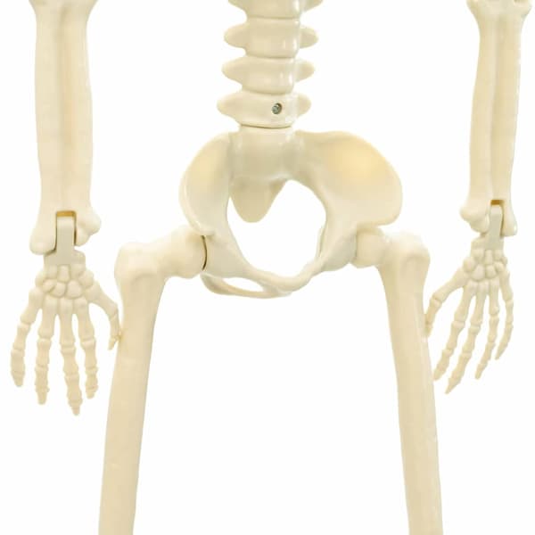 Halloween skelett 2 pcs Vit 85 cm PVC