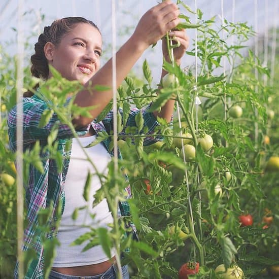 - Robust och hållbar tomatkroksats med växtklämmor och rep