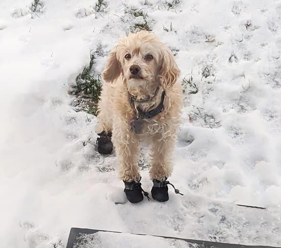 Halkfria tasskydd hundskor - 4 par