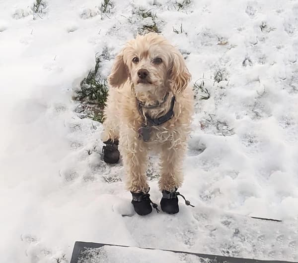 Halkfria tasskydd hundskor - 4 par
