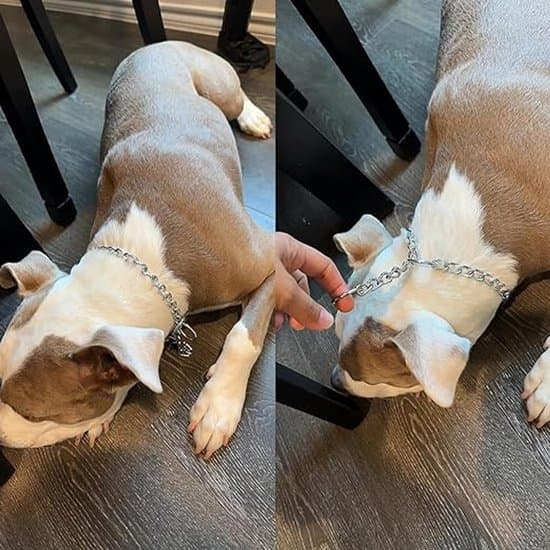 50 cm Halsbånd i Rustfrit Stål til Hundetræning/Gåtur