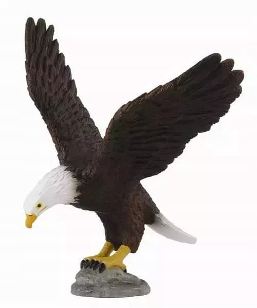 American bald eagle M.