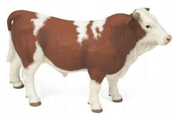 SIMMENTAL BULL - PAPO - 51142