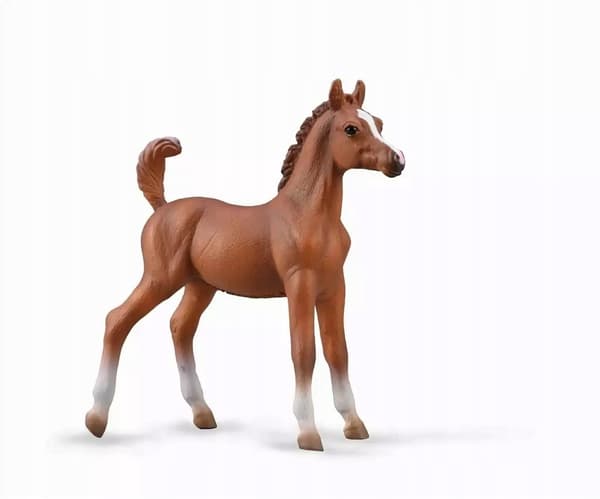 A chestnut-coloured Arabian foal.