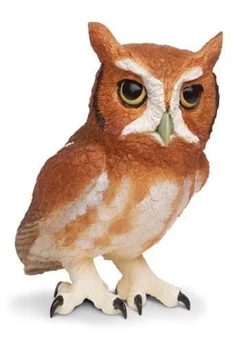 Eastern Screech Owl