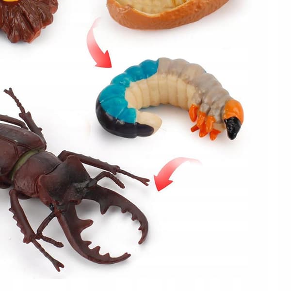 The Life Cycle Collection: Stag Beetle’s Back Teeth