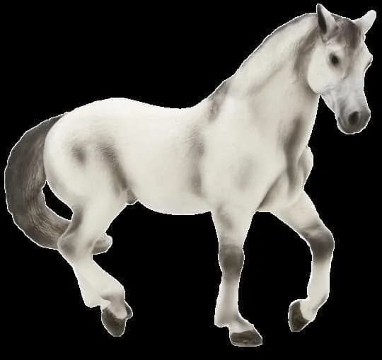 Mojo, a grey Andalusian horse