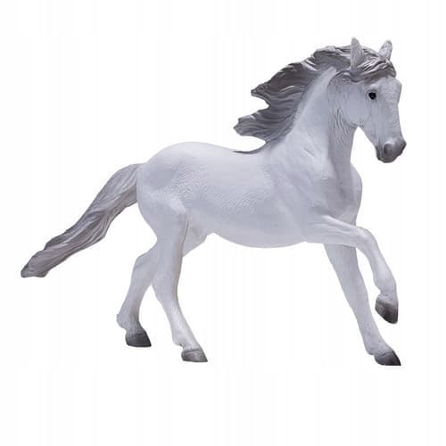 Mojo, a white Lusitano horse