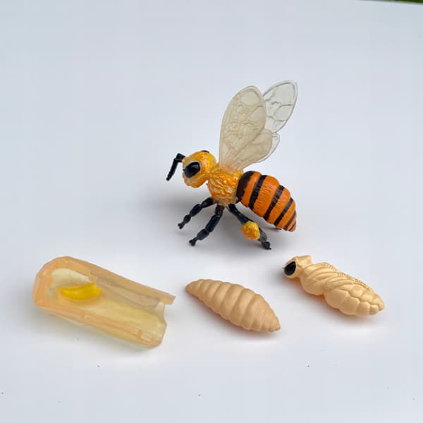 INSECT LORE educational bee life cycle figurine set for children