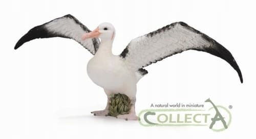 Wandering Albatross L .