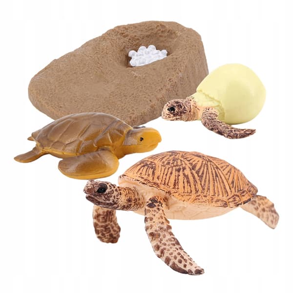 Growth Animal life cycle models Simulation Sea turtle model 2423