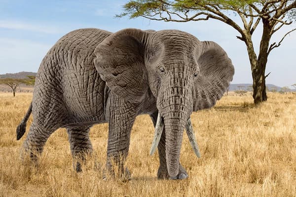 Schleich 14761 WILD LIFE African elephant