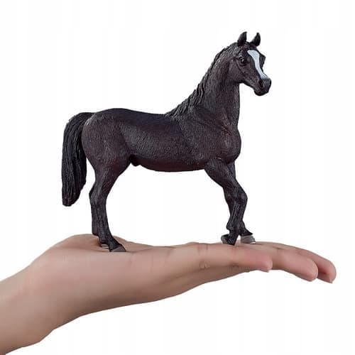 Mojo, a black Arabian stallion