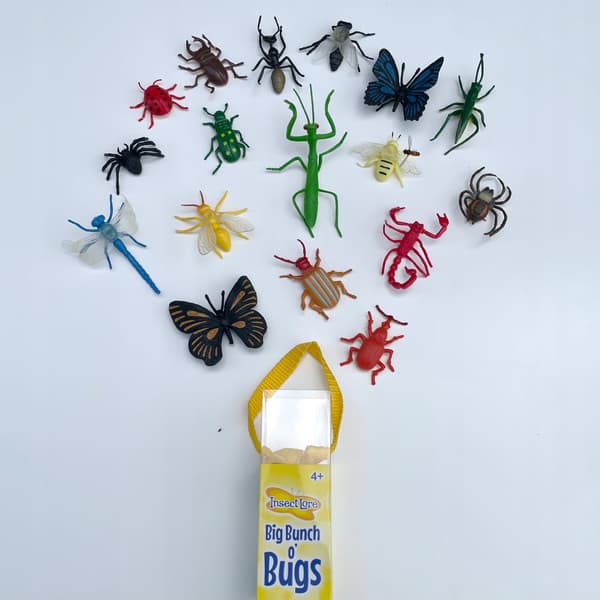 A large collection of insects