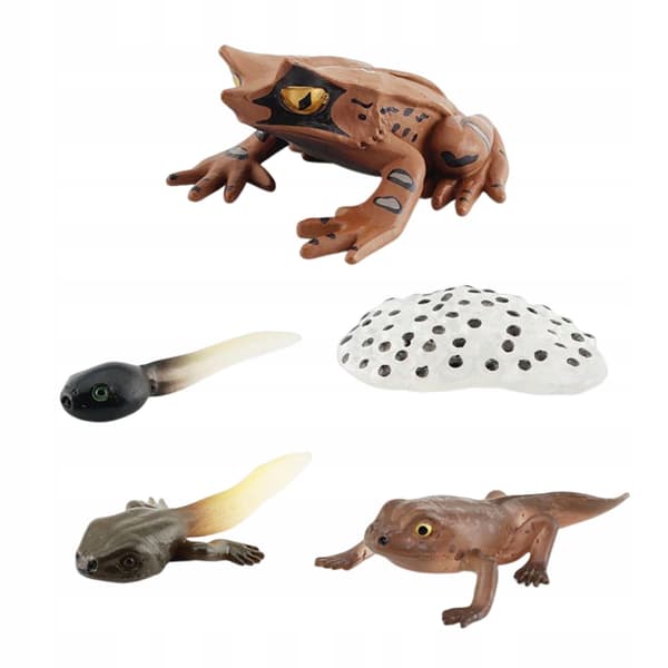 Montessori Frogs: Life Cycle Model – Animals, Style D