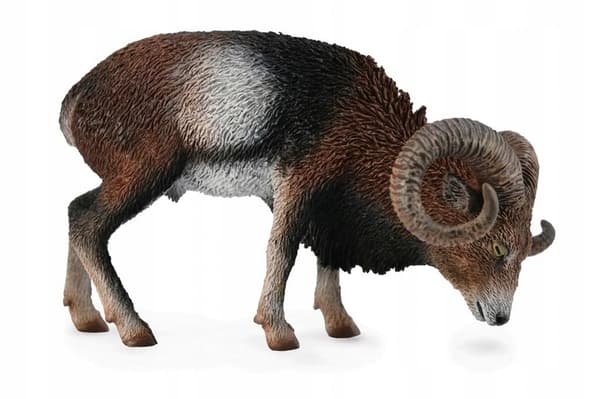 European mouflon L