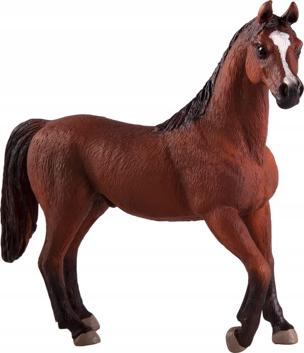 Mojo, a chestnut Arabian stallion