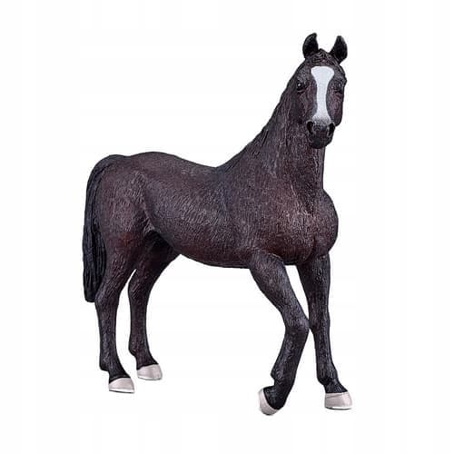 Mojo, a black Arabian stallion
