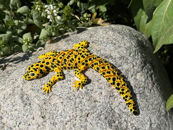 3D Leopard Gecko – a realistic segmented figurine, terrarium decoration